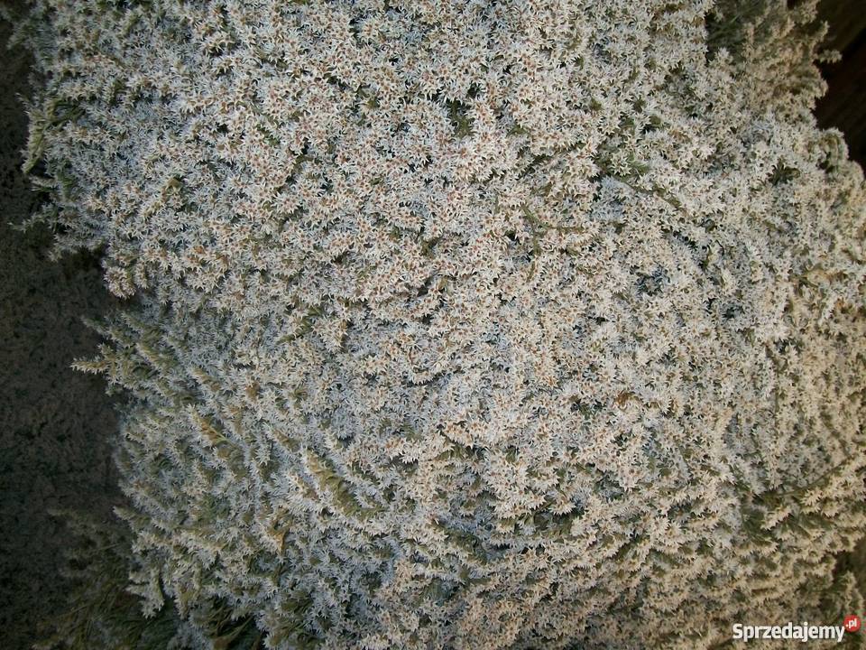 Zatrwian tatarski statycja