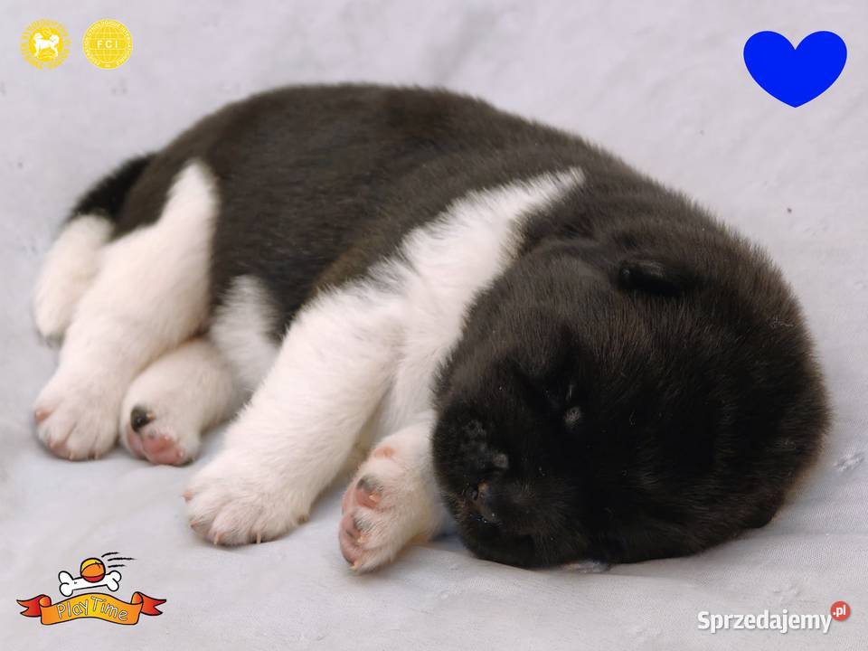 Szczenięta AKITA AMERYKAŃSKA sunia i samiec Poddębice