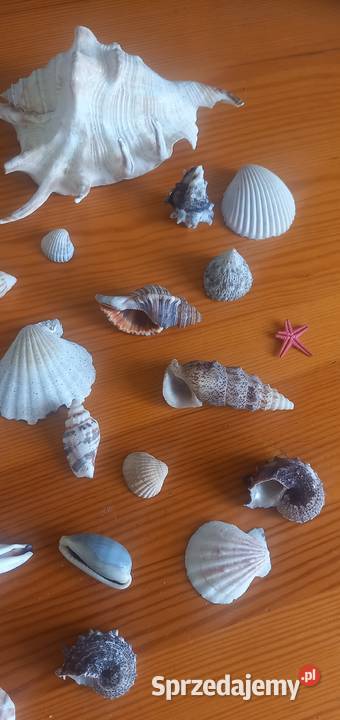 Muszle muszelki kolekcja 26 sztuk Małkinia Górna sprzedam
