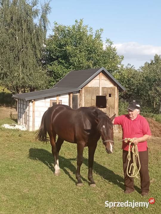 Sprzedam walacha Brodnica sprzedam