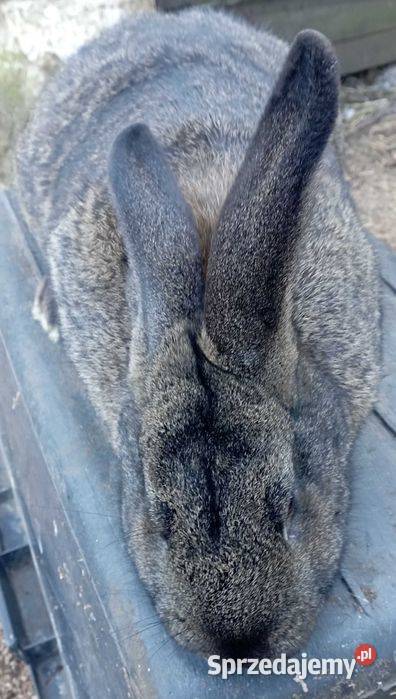 Samiec królika wielkopolskie Koźmin Wielkopolski