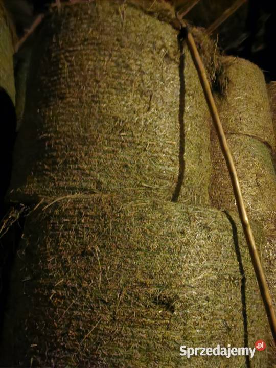 Siano z ostatnich zbiorów 2025 Produkcja roślinna wielkopolskie Rychwał