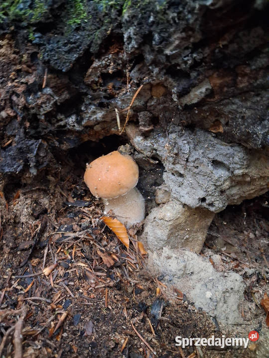 Sprzedam Las Przysietnica