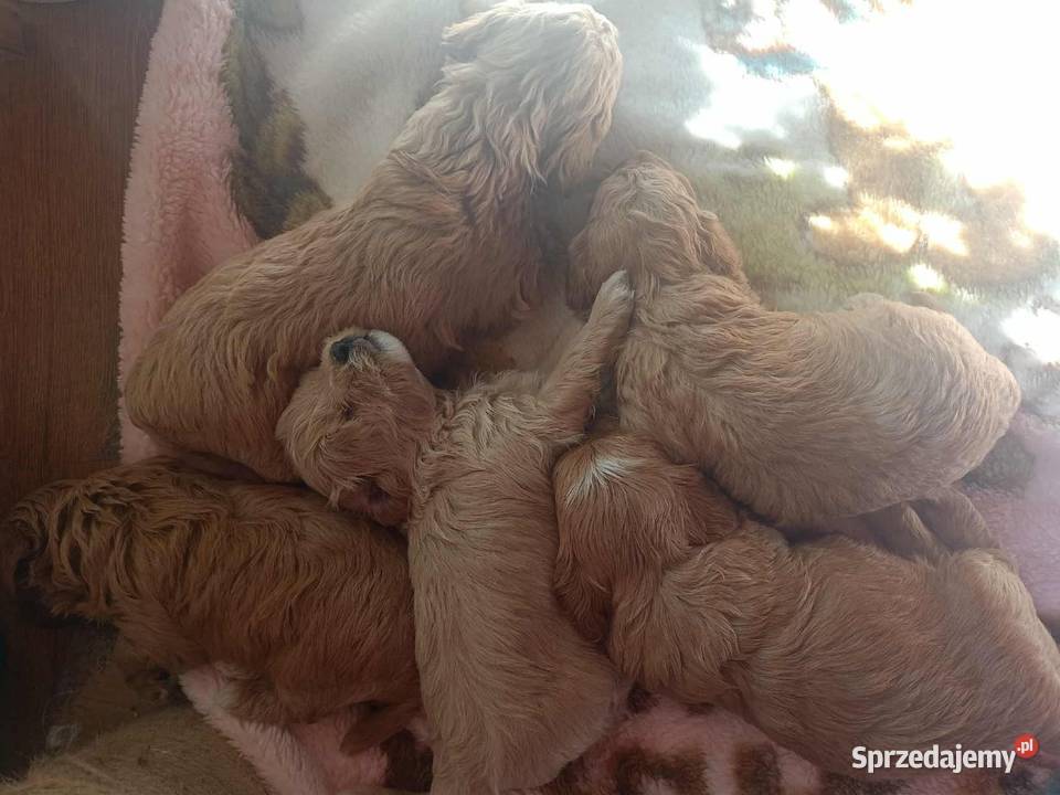 Maltipoo F1b Miechów
