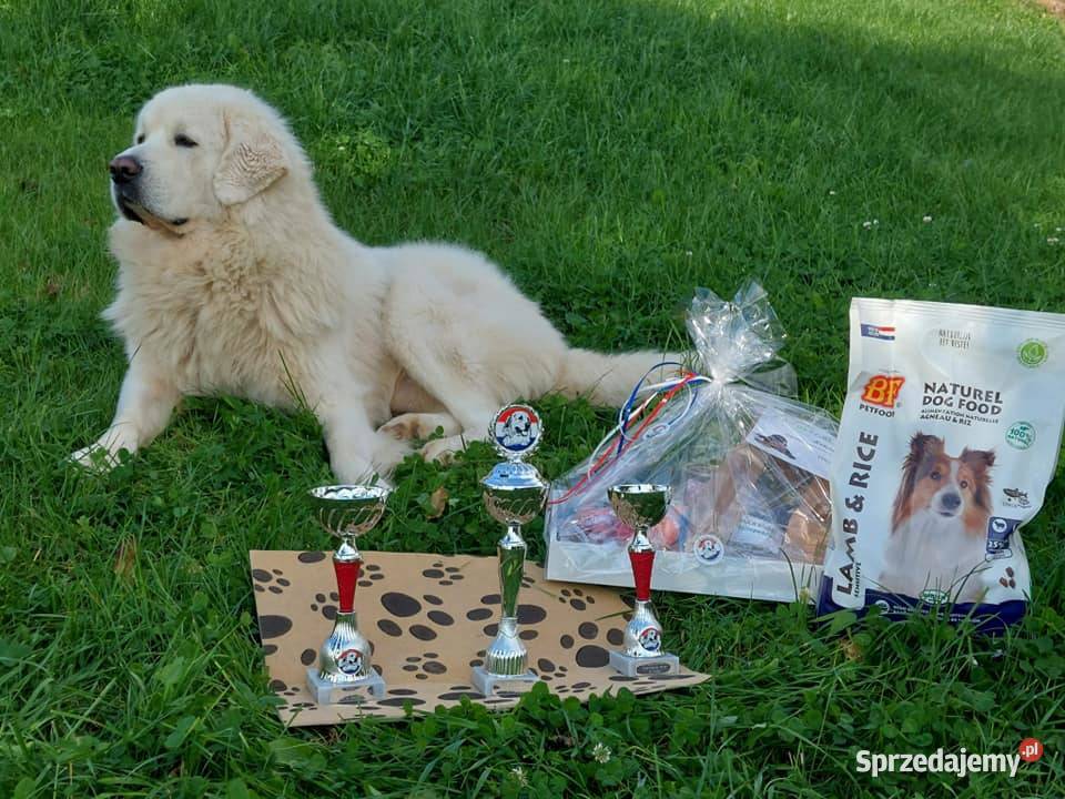 Polski Owczarek Podhalański ZKwPFCI wielkopolskie