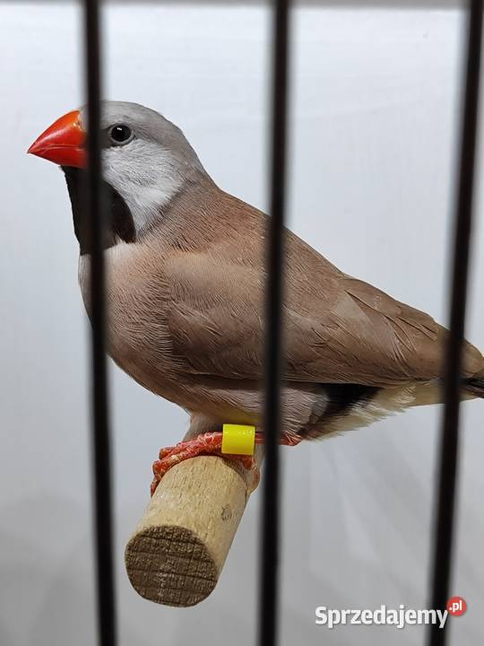 Amadyna ostrosterna para Astryld Astryldy Myślenice