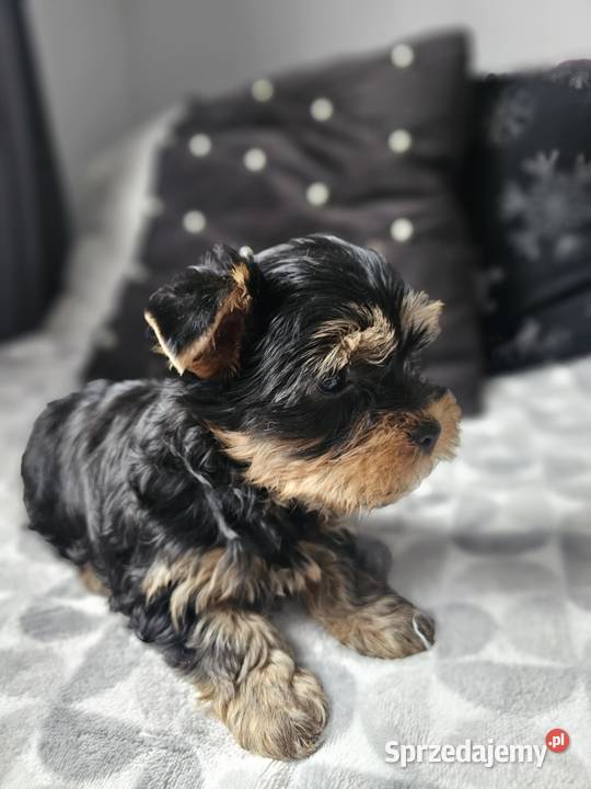 Chłopak Yorkshire Terrier Wyprawka Chip śląskie Częstochowa sprzedam