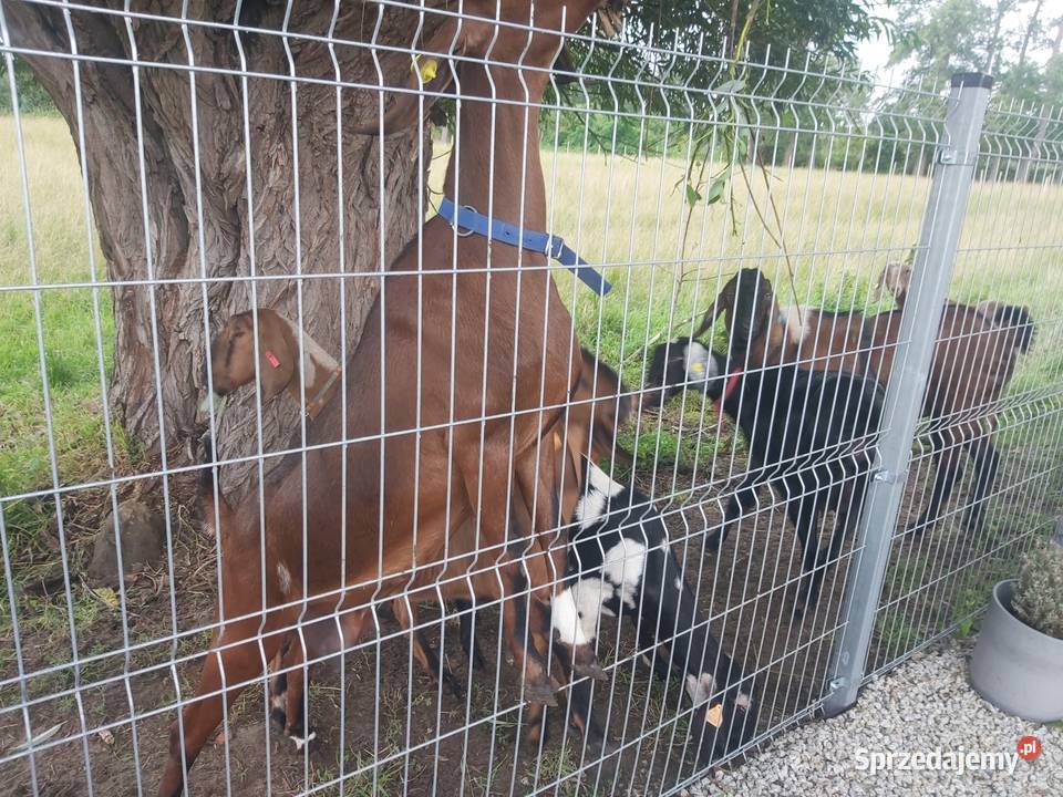 Stado kóz anglonubijskich Gądki