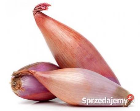 Cebula odmiana szalotka Giedlarowa