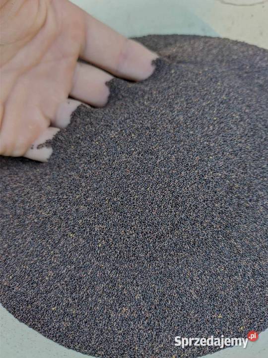 Nasiona dziurawca dziurawiec zwyczajny Lublin sprzedam