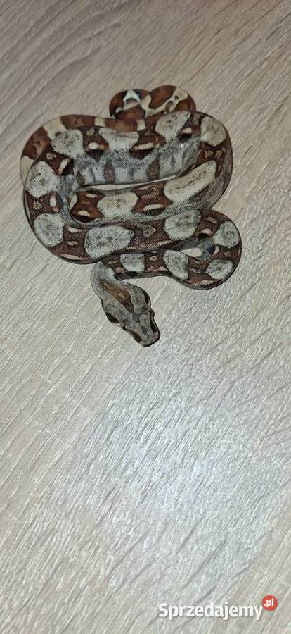 Boa cb 26 sprzedam