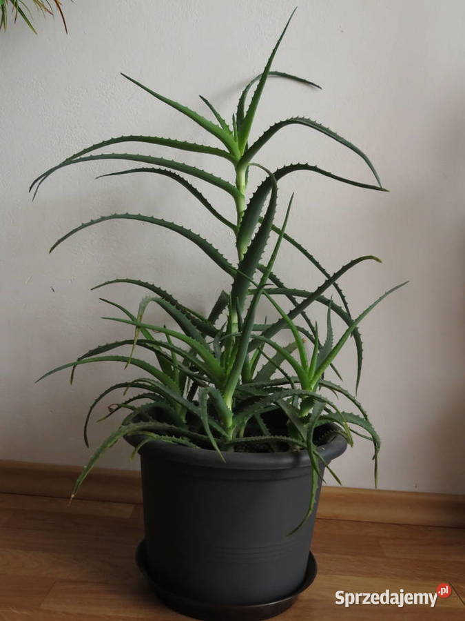 Aloes 70 sukulent Wieliczka