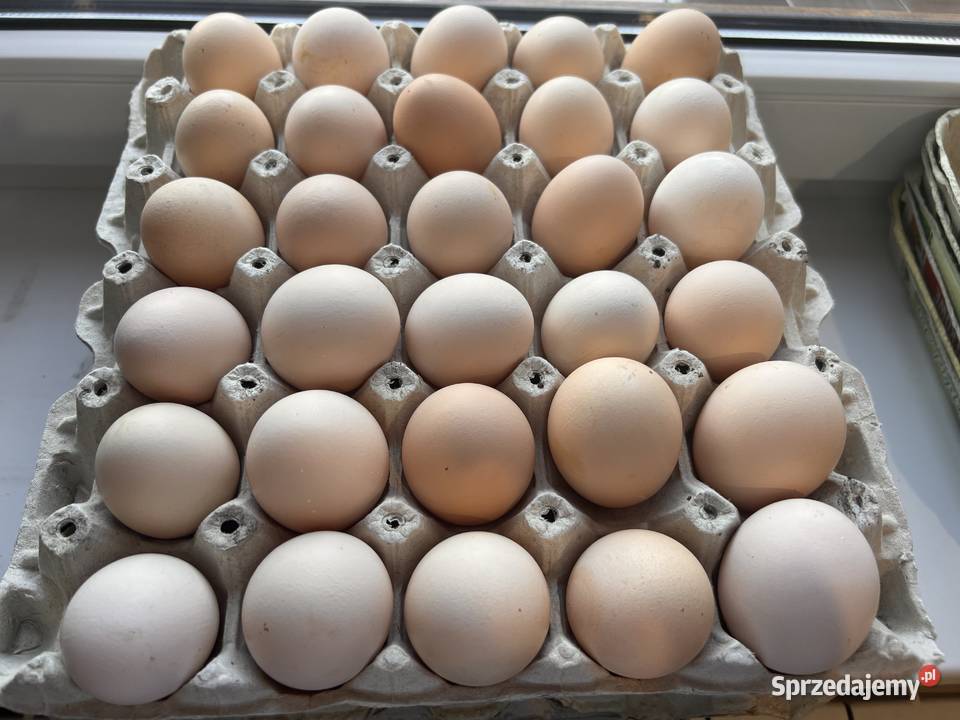 Jaja wiejskie do 500 tygodniowo wielkopolskie