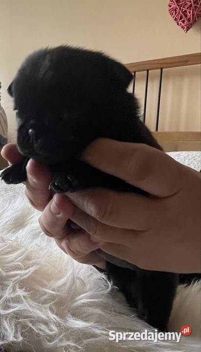 Czarne mopsiki Jaworzno