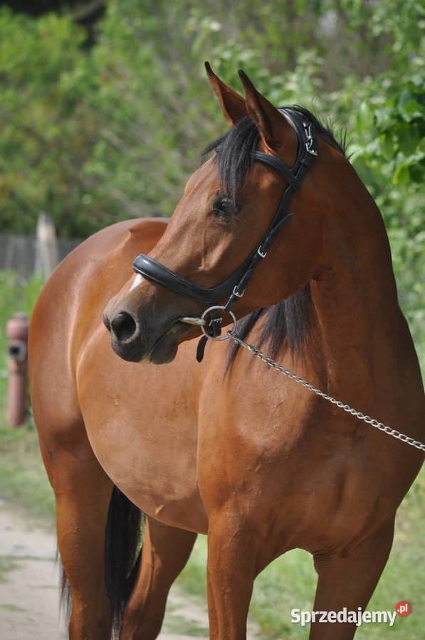 Klacz dwulatka przyszłościowa Mogielnica