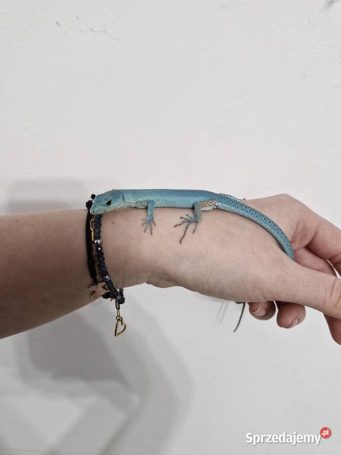 Gastropholis Prasina Blue Niebieskie Oława