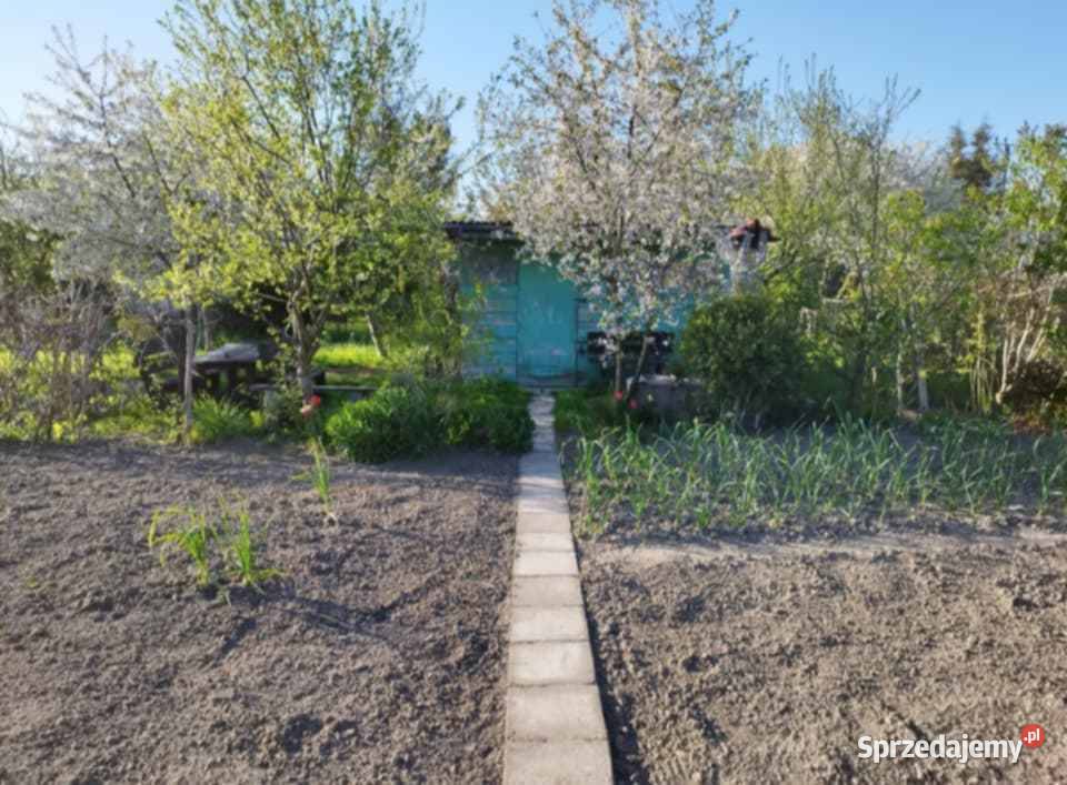 Działka Ogród Koszalin drzewa owocowe