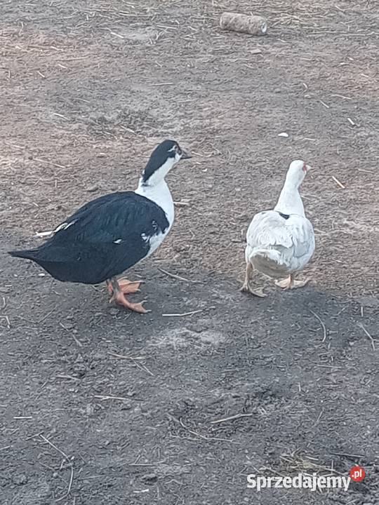 Sprzedam kaczora Radom