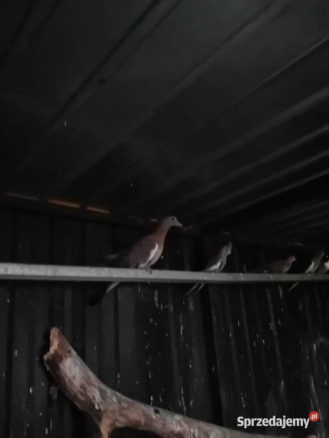 Gołębie grzywacze Siedlce