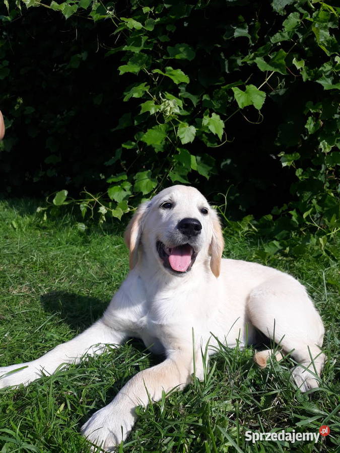 Golden Retriever Gotowe do odbioru Mielec
