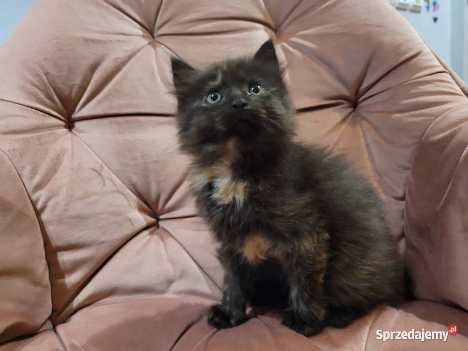 Maine Coon Maine Coon Drygulec