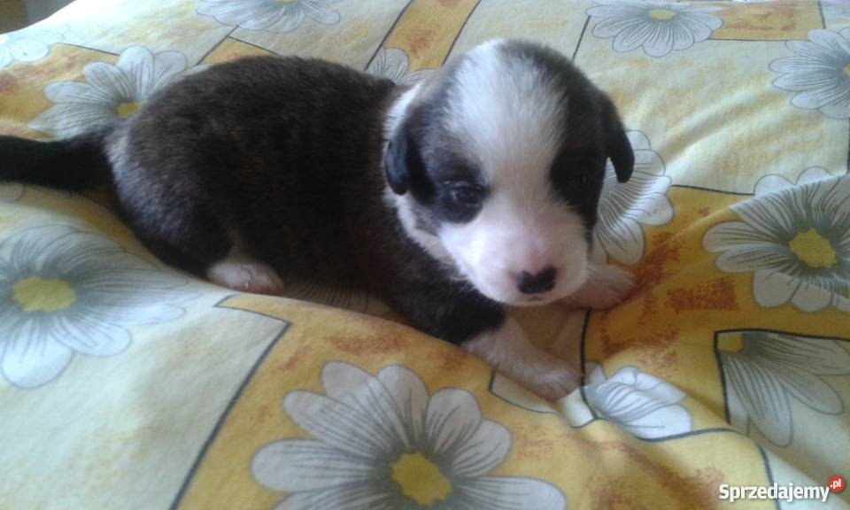 welsh corgi cardigan owczarek walijski Skierniewice