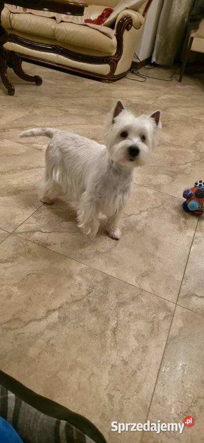 Suczka Wystawowa Championach West Highland white