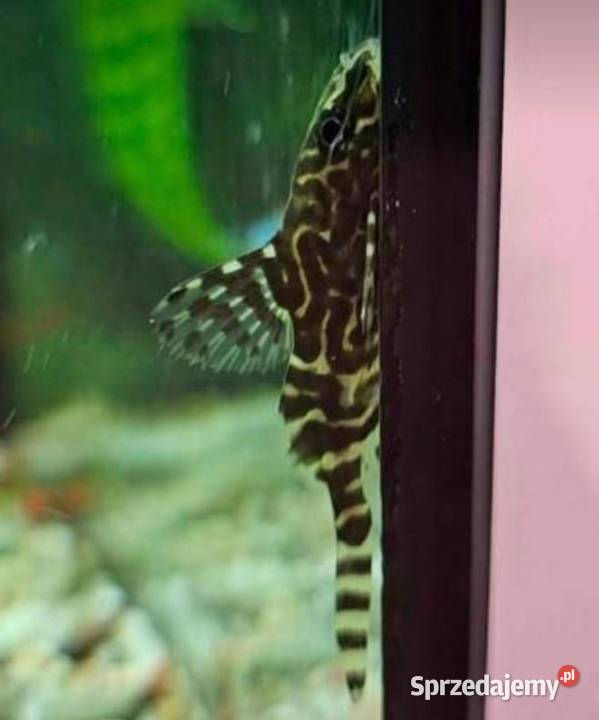 Giętkoząb sum synodontis euptera Sędziszów Małopolski