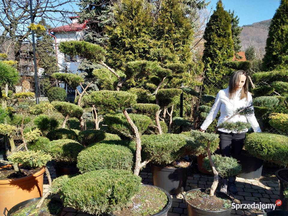 Rośliny formowane do ogrodu bonsai ogrodowe śląskie Ustroń