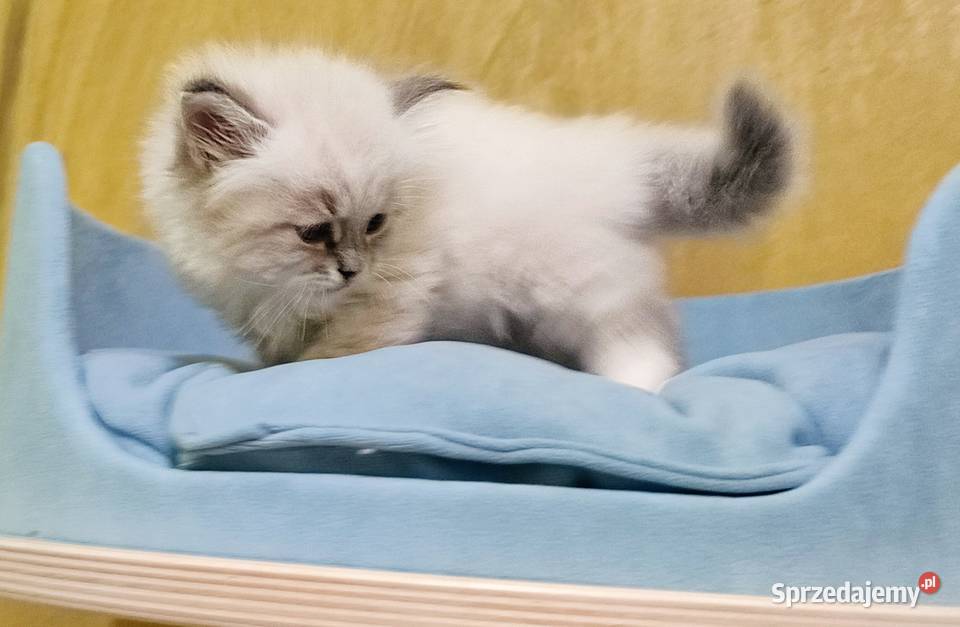 Arya kotka syberyjska neva masquerade łódzkie Wola Szydłowiecka