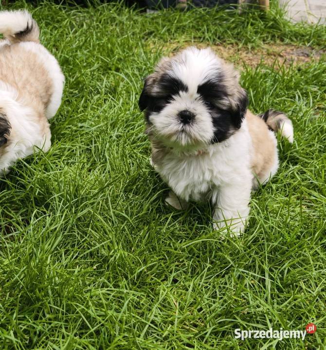 ŚLICZNIE Shihtzu gotowe do nowego domu Shih Tzu Jawor