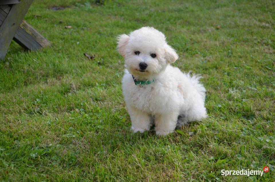 Bichon frise FCI ostatni piesek Pozostałe pomorskie Pruszcz Gdański