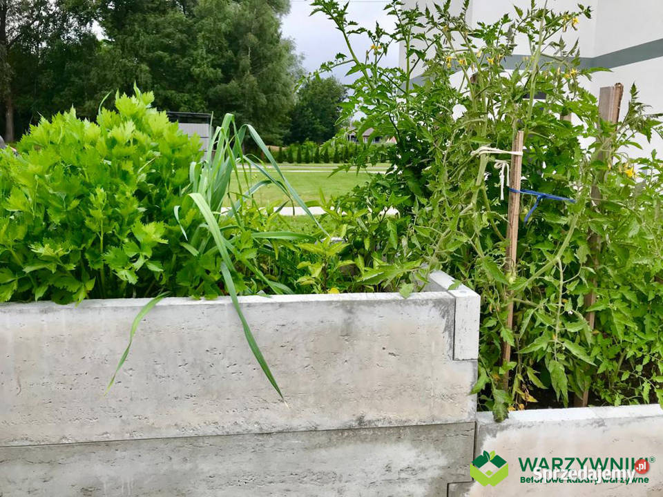 Warzywnik betonowy Ogród warzywny Paleta na mazowieckie Warszawa