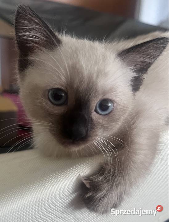 Kotek Syjamski kujawsko-pomorskie Toruń