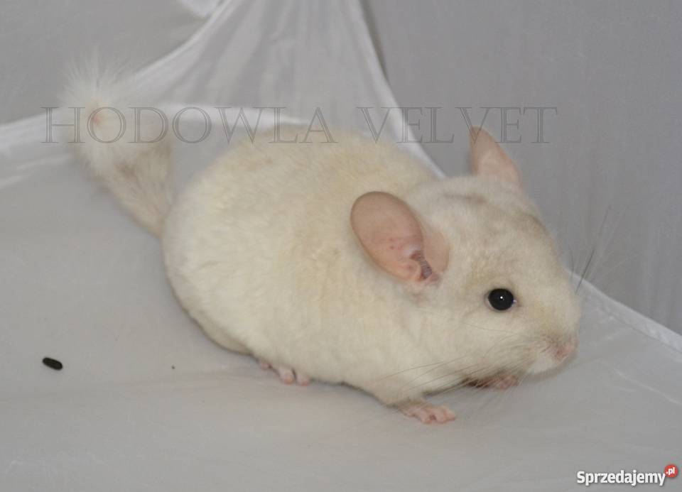 Szynszyl szynszyla samiec pink white mozaika gen Perzyce