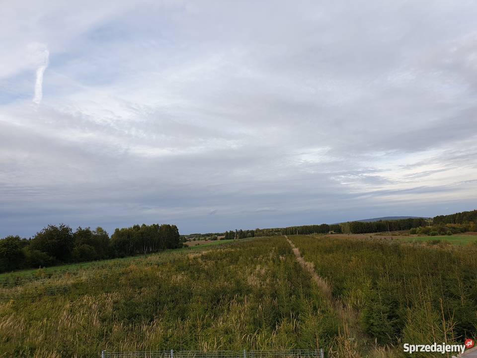 Świerk pospolity 1525 m 16 Hurt łódzkie Radomsko