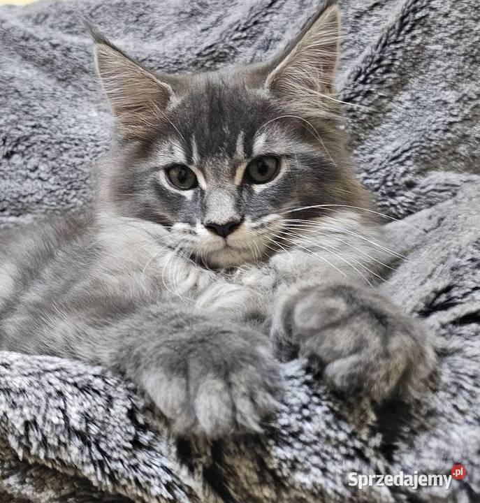 Kocięta Maine Coon z rodowodem FPLFIFe Kościan
