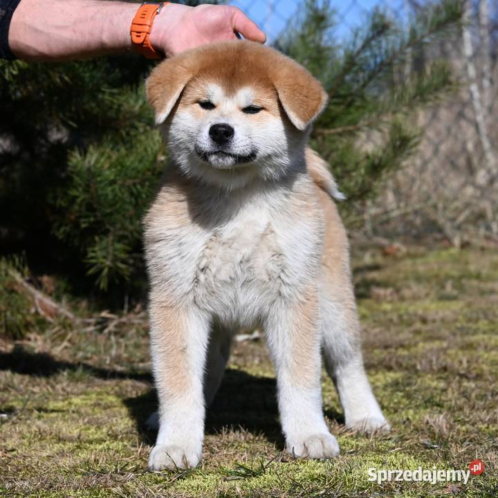 Akita inu akita japońska samiec Championie Częstochowa sprzedam