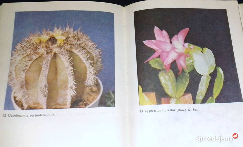 Uprawa kaktusów Stanisław Hinz Mieczysław