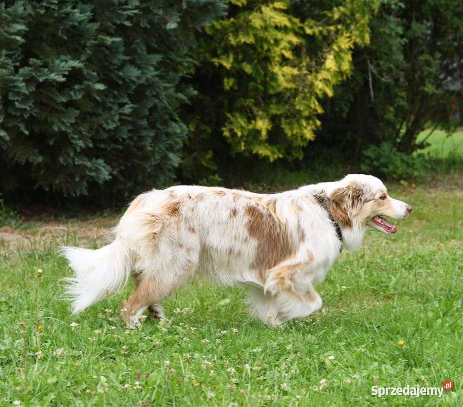 Border Collie FCI zapowiedz 2026 Drawno sprzedam