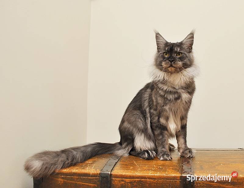 Przepiękna koteczka Maine Coon Legalna hodowla Maine Coon Białystok