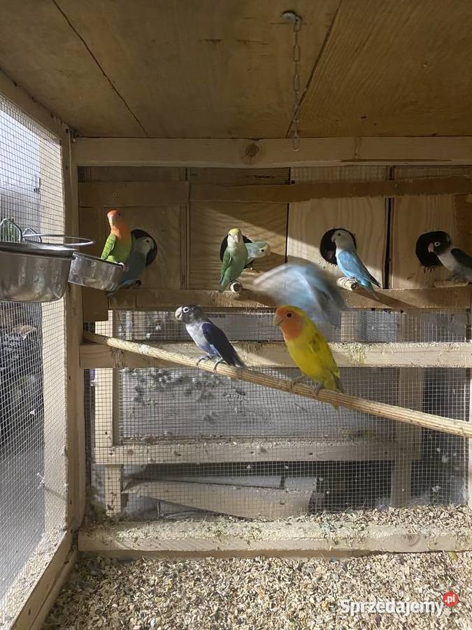 Nierozłączki zmienia dom