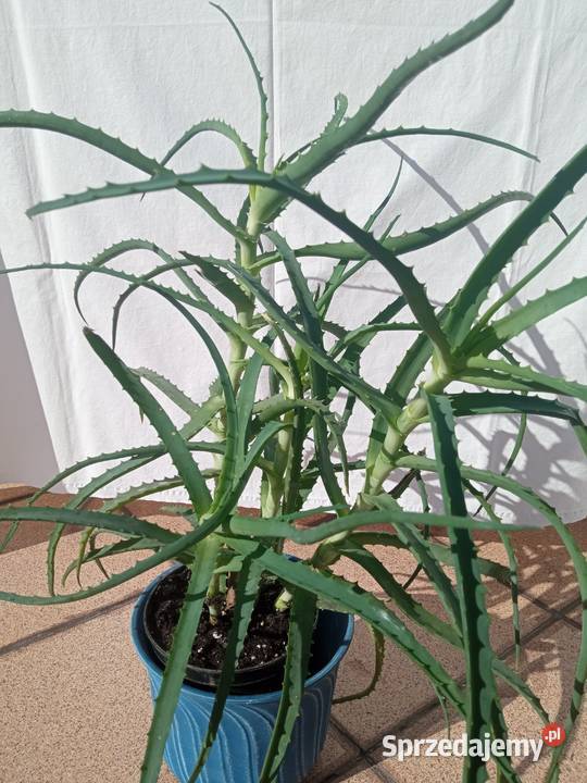 Aloes Aloesy 4w1 Nowy Sącz sprzedam