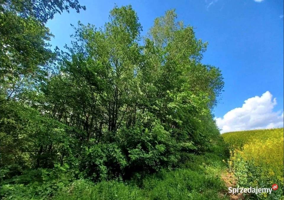 Działka górach 32zł/m2 Pławna Dolna