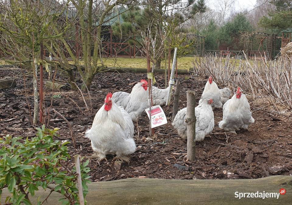 Kochiny Miniaturowe Lawendowe Pszczew