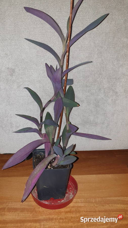 Trzykrotka setkrezja purpurowa wysokość 45 Warszawa