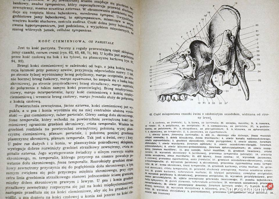 Anatomia zwierząt Tom 1 Kazimierz Krysiak Chełm