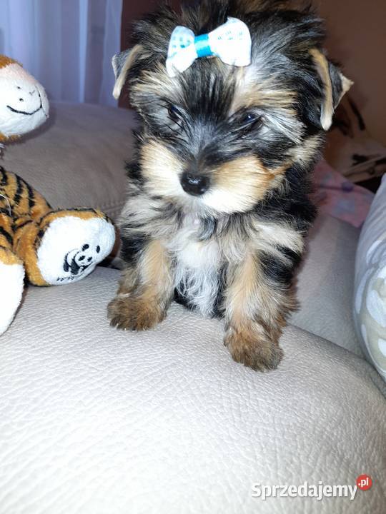 YORK SZCZENIAKI YORKSHIRE TERRIER Sandomierz