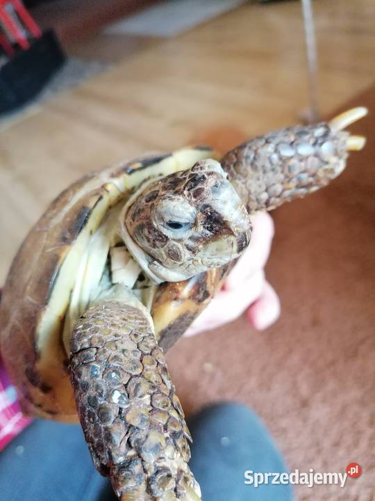 Oddam żółwia lądowego Warszawa sprzedam