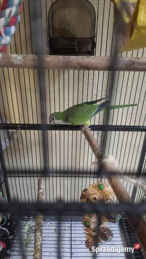 Samica mnichy sprzedam